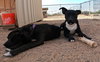 Bo - Photo 19