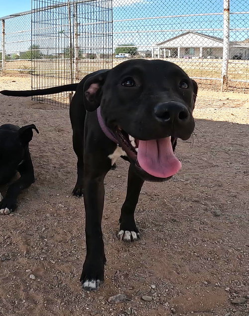 SADIE - Black Labrador Retriever available for adoption