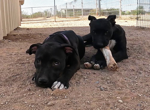 SADIE - Black Labrador Retriever available for adoption