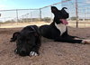 Sadie - Photo 3