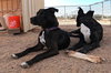 Sadie - Photo 4