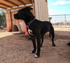 Sadie - Photo 6