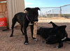 Sadie - Photo 7