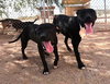 Sadie - Photo 8