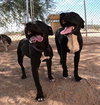 Sadie - Photo 9