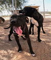 Sadie - Photo 10