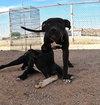 Sadie - Photo 11