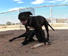 Sadie - Photo 12