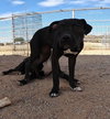 Sadie - Photo 16