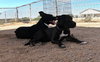 Sadie - Photo 19