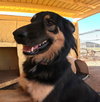 Bella - Photo 15