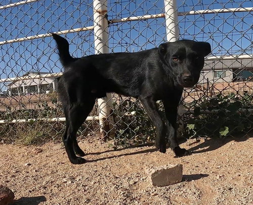 OLI - Australian Shepherd available for adoption
