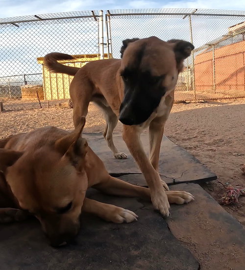 ABRAM - Belgian Shepherd Malinois available for adoption