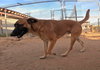 Abram - Photo 5