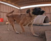 Abram - Photo 18