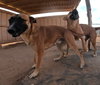 Abram - Photo 19