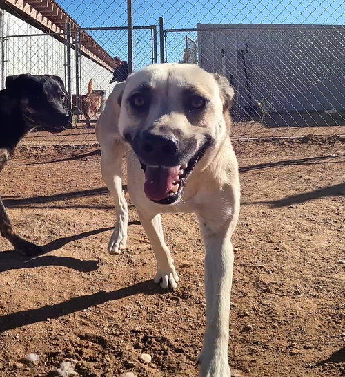LAYLA - Labrador Retriever / Black Mouth Cur available for adoption