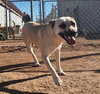 Layla - Photo 2