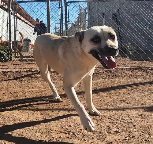 LAYLA - Labrador Retriever / Black Mouth Cur available for adoption
