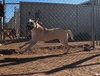 Layla - Photo 3