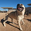 Layla - Photo 5