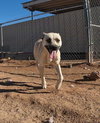 Layla - Photo 7