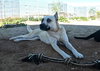 Layla - Photo 8