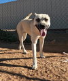 Layla - Photo 9