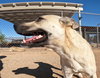 Layla - Photo 14