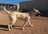 Layla - Photo 15