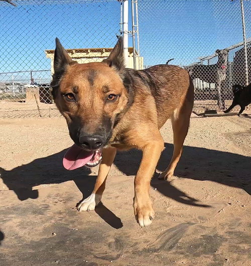 HOLLY - Shepherd available for adoption