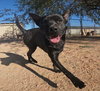 Gus - Photo 1