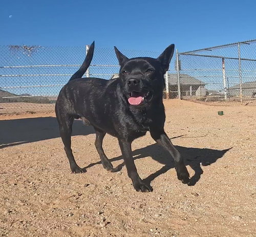 GUS - Unknown available for adoption