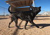Gus - Photo 4