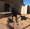 Gus - Photo 6