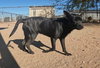 Gus - Photo 8