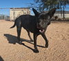 Gus - Photo 9