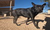 Gus - Photo 11