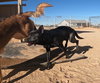 Gus - Photo 12