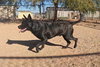 Gus - Photo 14