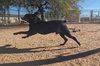 Gus - Photo 16