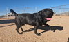 Gus - Photo 19