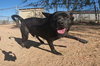Gus - Photo 20