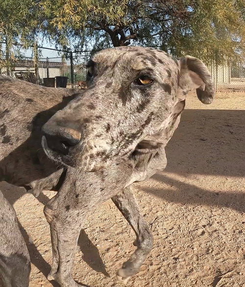 WHISKEY - Great Dane available for adoption