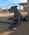 Whiskey - Photo 9