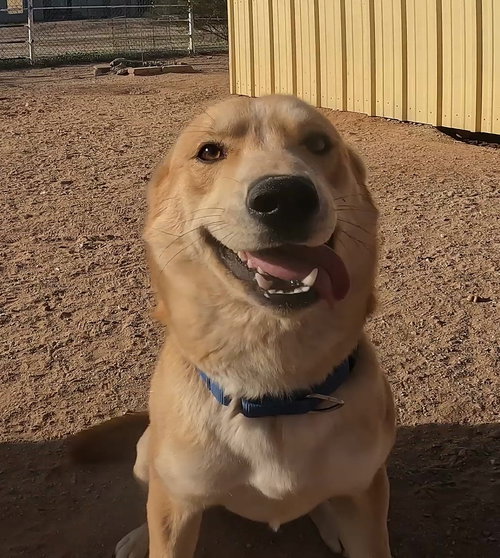 BRAVEN - Husky / Yellow Labrador Retriever available for adoption