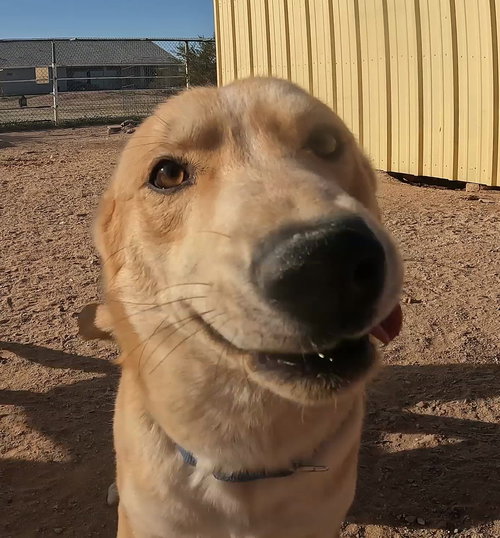 BRAVEN - Husky / Yellow Labrador Retriever available for adoption