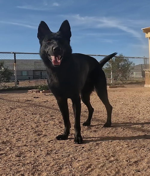 VALKARIE - German Shepherd Dog available for adoption