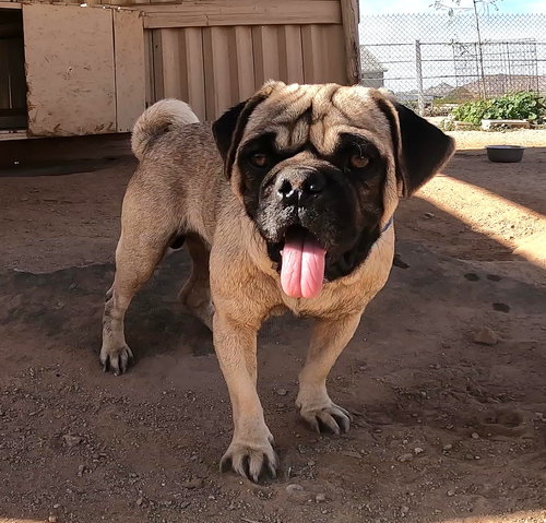 DEGALLO - Pug / Shar Pei available for adoption