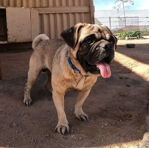 DEGALLO - Pug / Shar Pei available for adoption